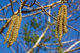 Attēlu rezultāti vaicājumam “Betula humilis male flower”