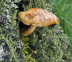 Attēlu rezultāti vaicājumam “Pholiota heteroclita”