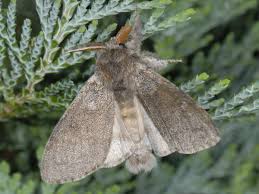 Attēlu rezultāti vaicājumam “Calliteara pudibunda”