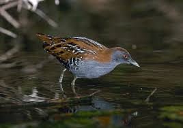 Image result for Porzana pusilla