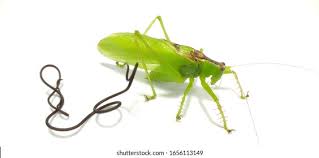 Attēlu rezultāti vaicājumam “Nematomorpha”