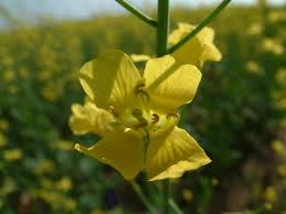 Attēlu rezultāti vaicājumam “Brassica napus”