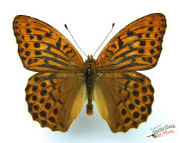 Attēlu rezultāti vaicājumam “Argynnis paphia female”