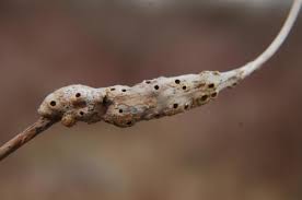 Attēlu rezultāti vaicājumam “Diastrophus rubi”