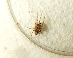 Attēlu rezultāti vaicājumam “Araneus diadematus juvenile”