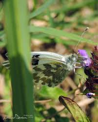 Attēlu rezultāti vaicājumam “Pontia edusa underside”