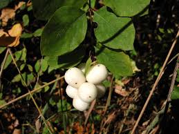 Attēlu rezultāti vaicājumam “Symphoricarpos albus fruit”