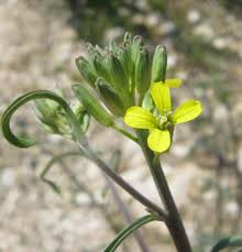 Attēlu rezultāti vaicājumam “Erysimum hieracifolium flower”