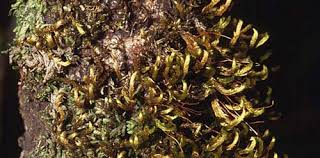 Attēlu rezultāti vaicājumam “Dicranella staphylina cells”