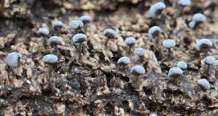 Attēlu rezultāti vaicājumam “Physarum xanthinum sessile”