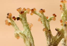 Attēlu rezultāti vaicājumam “Cladonia botrytes”