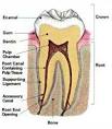 of the <b>dental pulp</b> and its