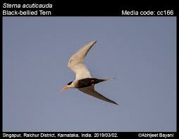 Attēlu rezultāti vaicājumam “Sterna”