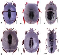 Attēlu rezultāti vaicājumam “Histeridae”