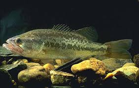 Image result for Micropterus