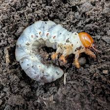 Attēlu rezultāti vaicājumam “Lygistopterus sanguineus larva”