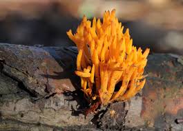 Attēlu rezultāti vaicājumam “Calocera viscosa”