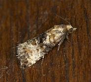 Attēlu rezultāti vaicājumam “Eupoecilia angustana”