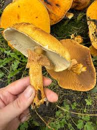 Attēlu rezultāti vaicājumam “Phaeolepiota aurea”