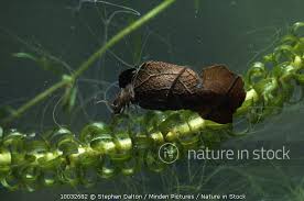 Attēlu rezultāti vaicājumam “Phryganeidae”