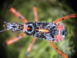 Attēlu rezultāti vaicājumam “Rhynocoris annulatus imago”