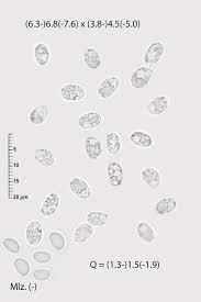 Attēlu rezultāti vaicājumam “Onnia triquetra”