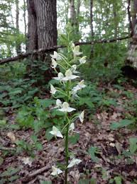 Attēlu rezultāti vaicājumam “Platanthera chlorantha”