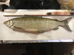 Image result for Coregonus oxyrinchus