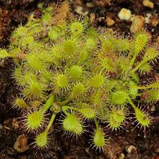 Attēlu rezultāti vaicājumam “Drosera anglica fruit”