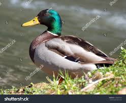 Attēlu rezultāti vaicājumam “Anas platyrhynchos male”