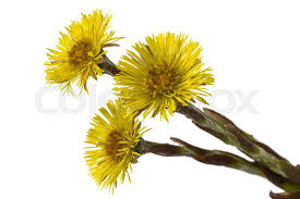 Attēlu rezultāti vaicājumam “Tussilago farfara flower”
