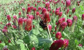 Image result for Trifolium incarnatum
