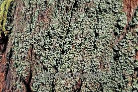 Attēlu rezultāti vaicājumam “Hypocenomyce scalaris”