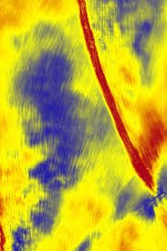 Attēlu rezultāti vaicājumam “Platygyrium repens”