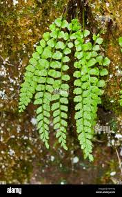 Attēlu rezultāti vaicājumam “Asplenium viride”