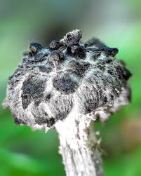 Attēlu rezultāti vaicājumam “Badhamia versicolor spores”