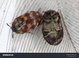 Attēlu rezultāti vaicājumam “Attagenus pellio”