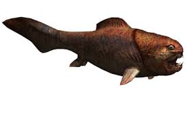 Image result for Poroderma pantherinum