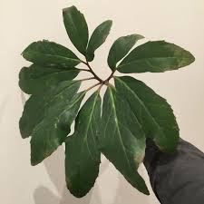 Attēlu rezultāti vaicājumam “Helleborus niger”