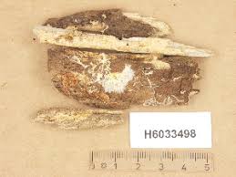 Attēlu rezultāti vaicājumam “Ceriporia viridans”