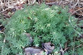 Attēlu rezultāti vaicājumam “Cribraria violacea stalked”