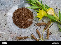 Attēlu rezultāti vaicājumam “Oenothera biennis fruit”