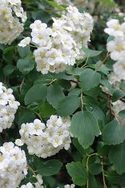Attēlu rezultāti vaicājumam “Spiraea chamaedryfolia”