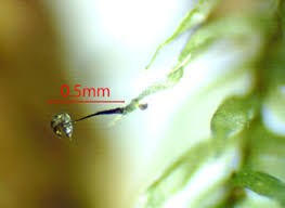 Attēlu rezultāti vaicājumam “Barbeyella minutissima”