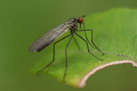 Attēlu rezultāti vaicājumam “Empididae”