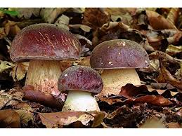 Attēlu rezultāti vaicājumam “Boletus pinophilus”