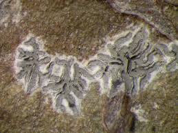 Attēlu rezultāti vaicājumam “Phaeographis dendritica”