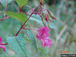 Image result for Impatiens glandulifera