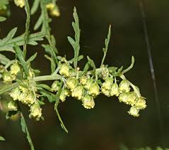 Image result for Artemisia gmelinii