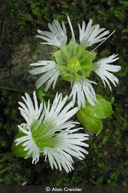 Attēlu rezultāti vaicājumam “Silene chlorantha”